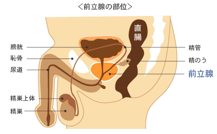 前立腺の部位