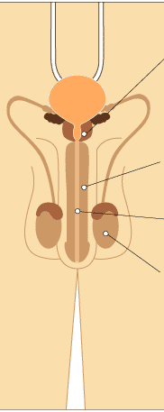 男性泌尿器図