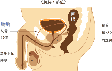 膀胱の部位