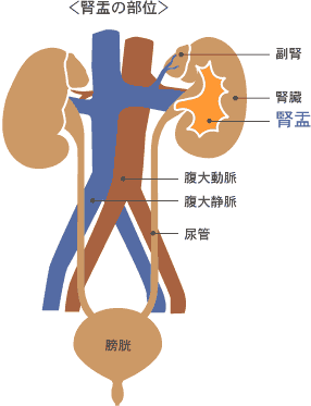 腎盂の部位